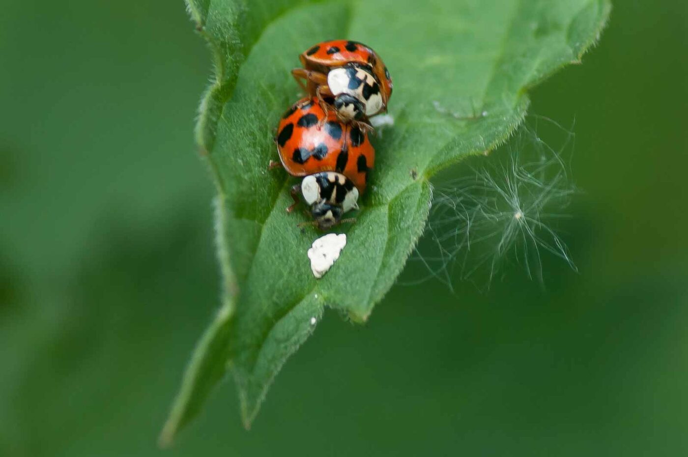 2016-05-26 - NSG Langeloh Herne