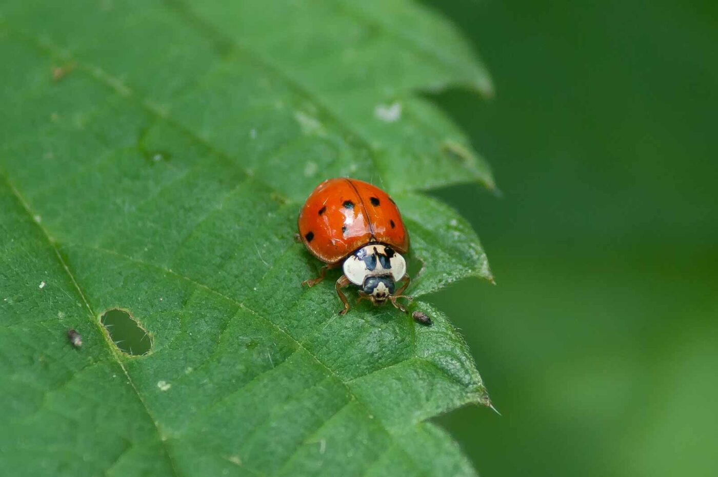 2016-05-26 - NSG Langeloh Herne