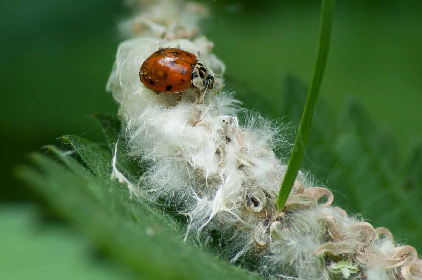 2016-05-26 - NSG Langeloh Herne