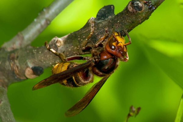 2016-05-26 - NSG Langeloh Herne