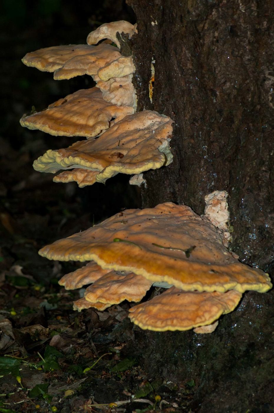 2016-05-26 - NSG Langeloh Herne