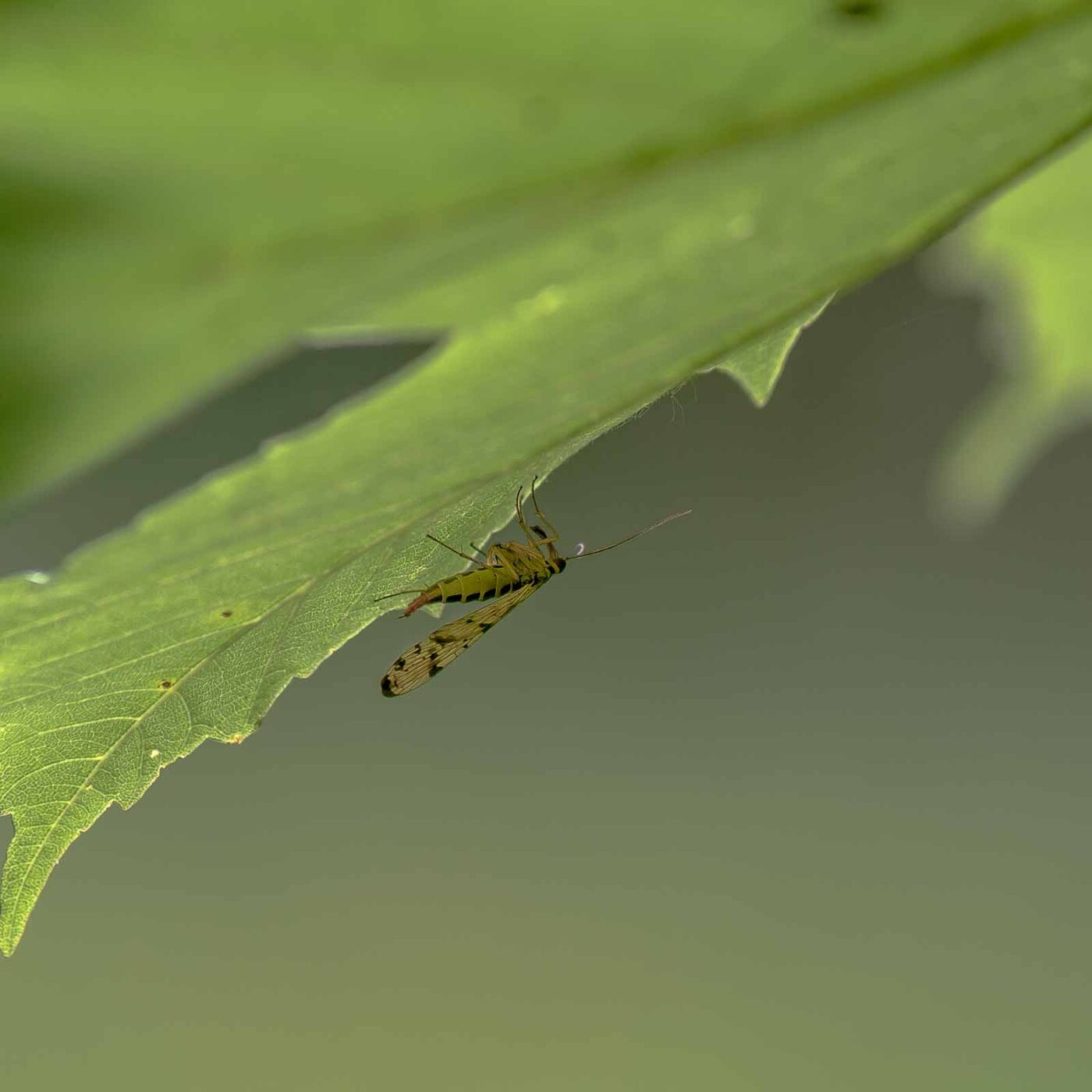 2016-05-26 - NSG Langeloh Herne