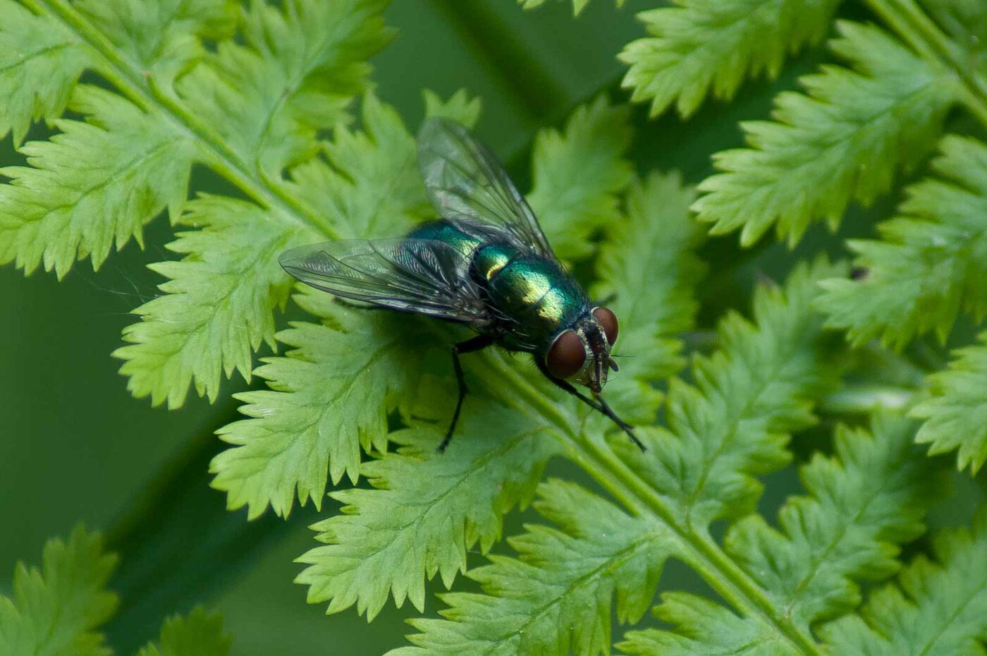 2016-05-26 - NSG Langeloh Herne