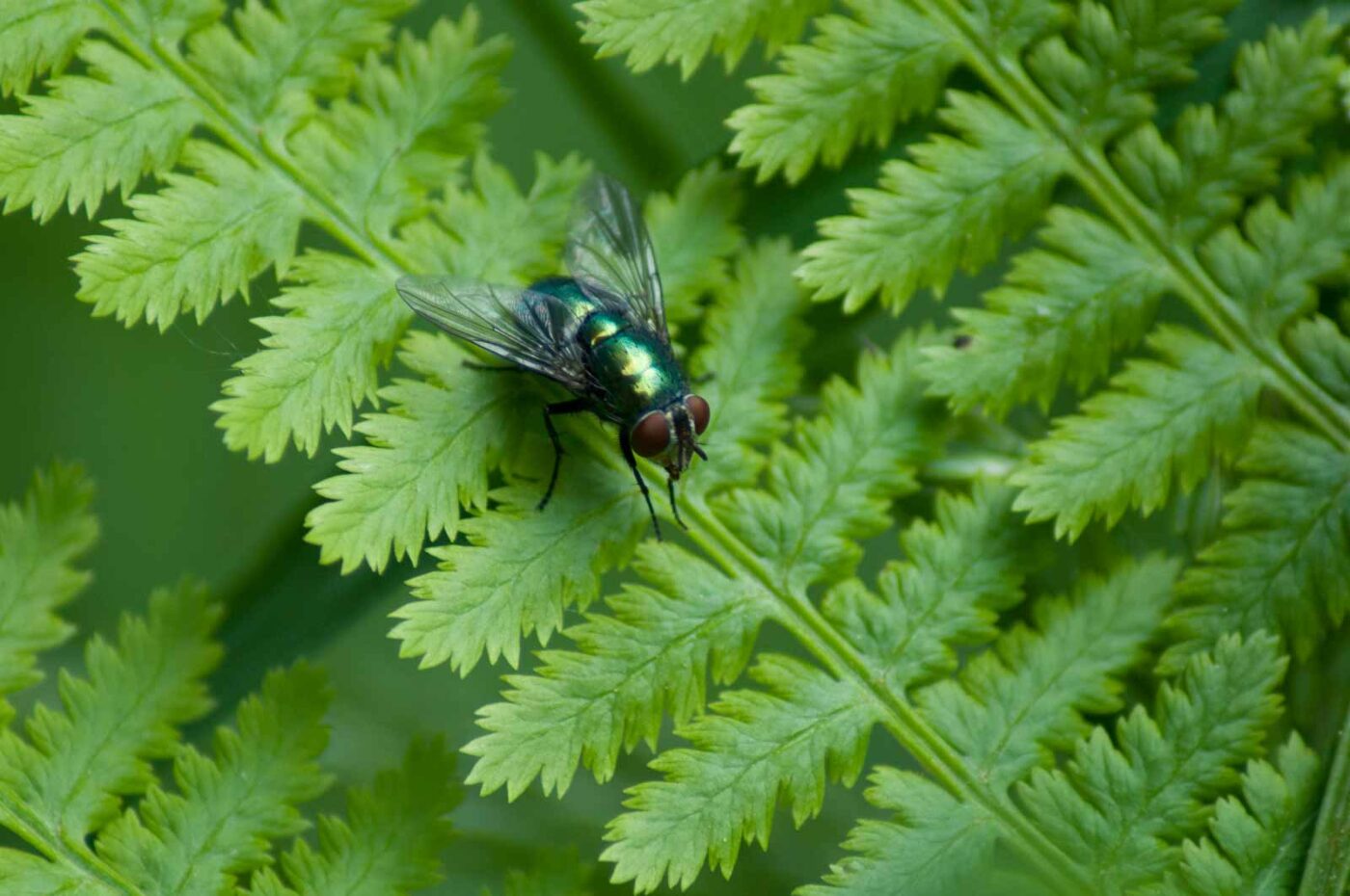 2016-05-26 - NSG Langeloh Herne