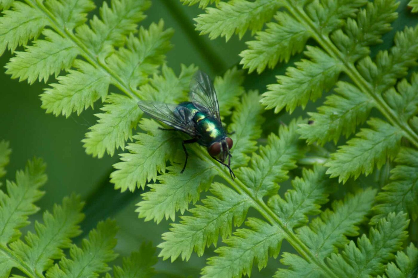 2016-05-26 - NSG Langeloh Herne