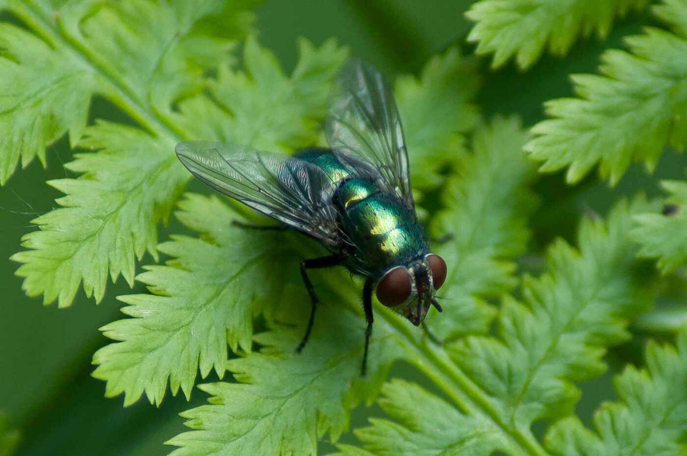 2016-05-26 - NSG Langeloh Herne