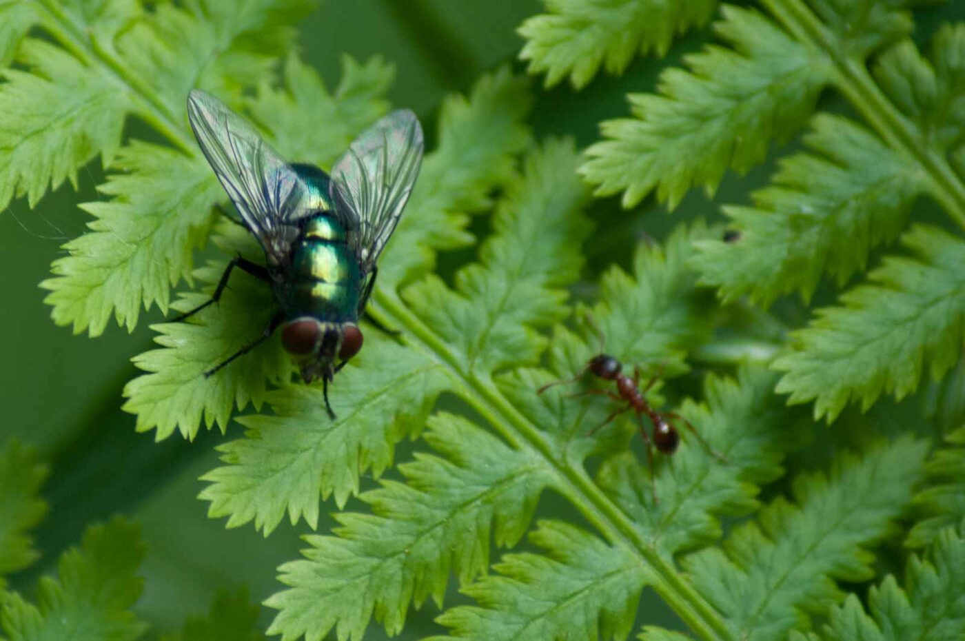 2016-05-26 - NSG Langeloh Herne