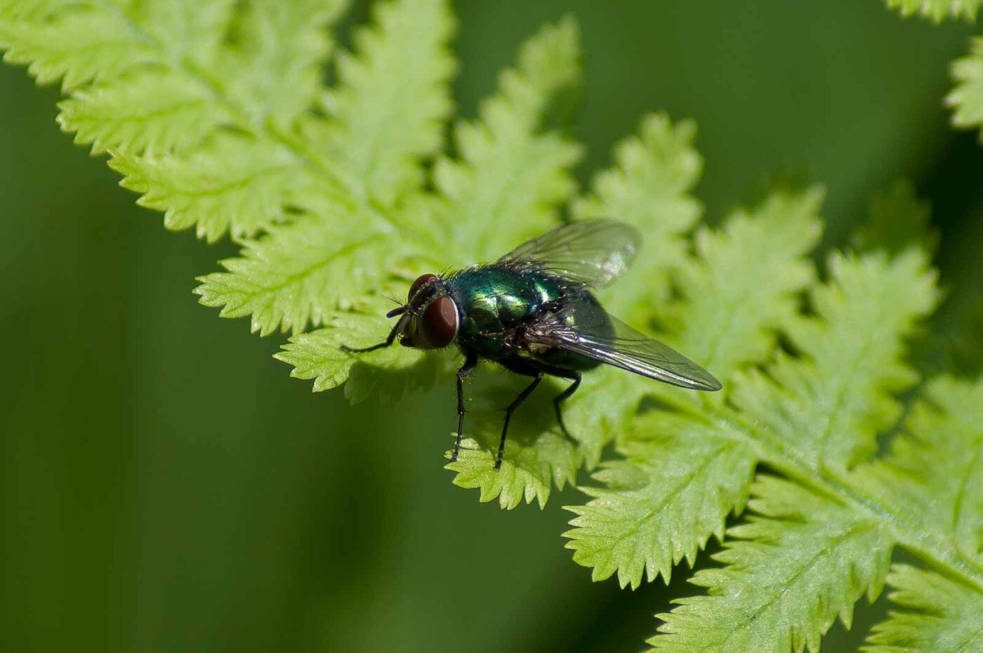 2016-05-26 - NSG Langeloh Herne