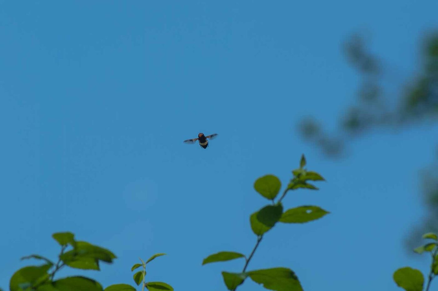 2016-05-26 - NSG Langeloh Herne