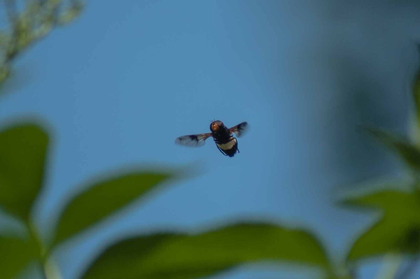 2016-05-26 - NSG Langeloh Herne