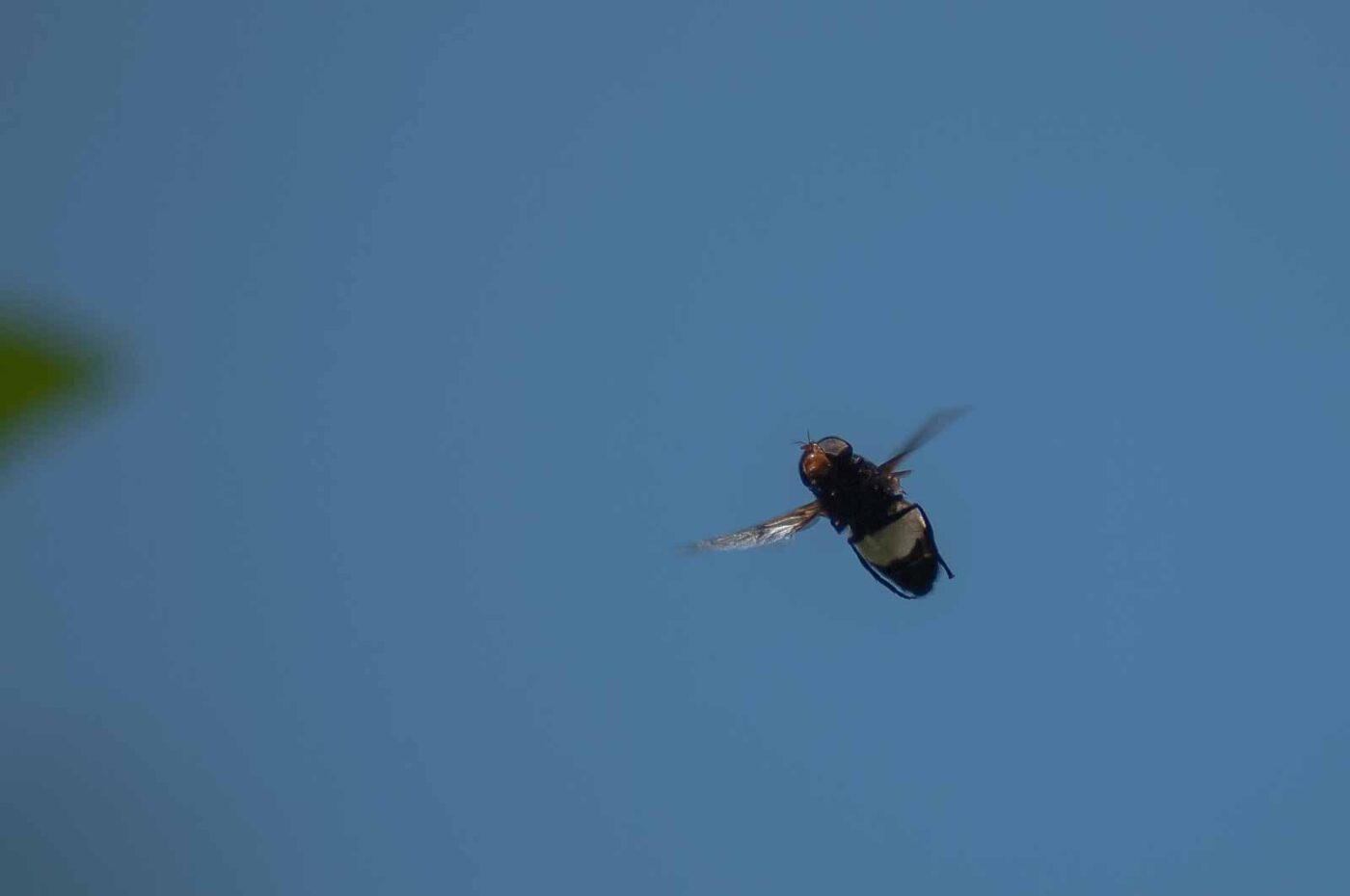 2016-05-26 - NSG Langeloh Herne