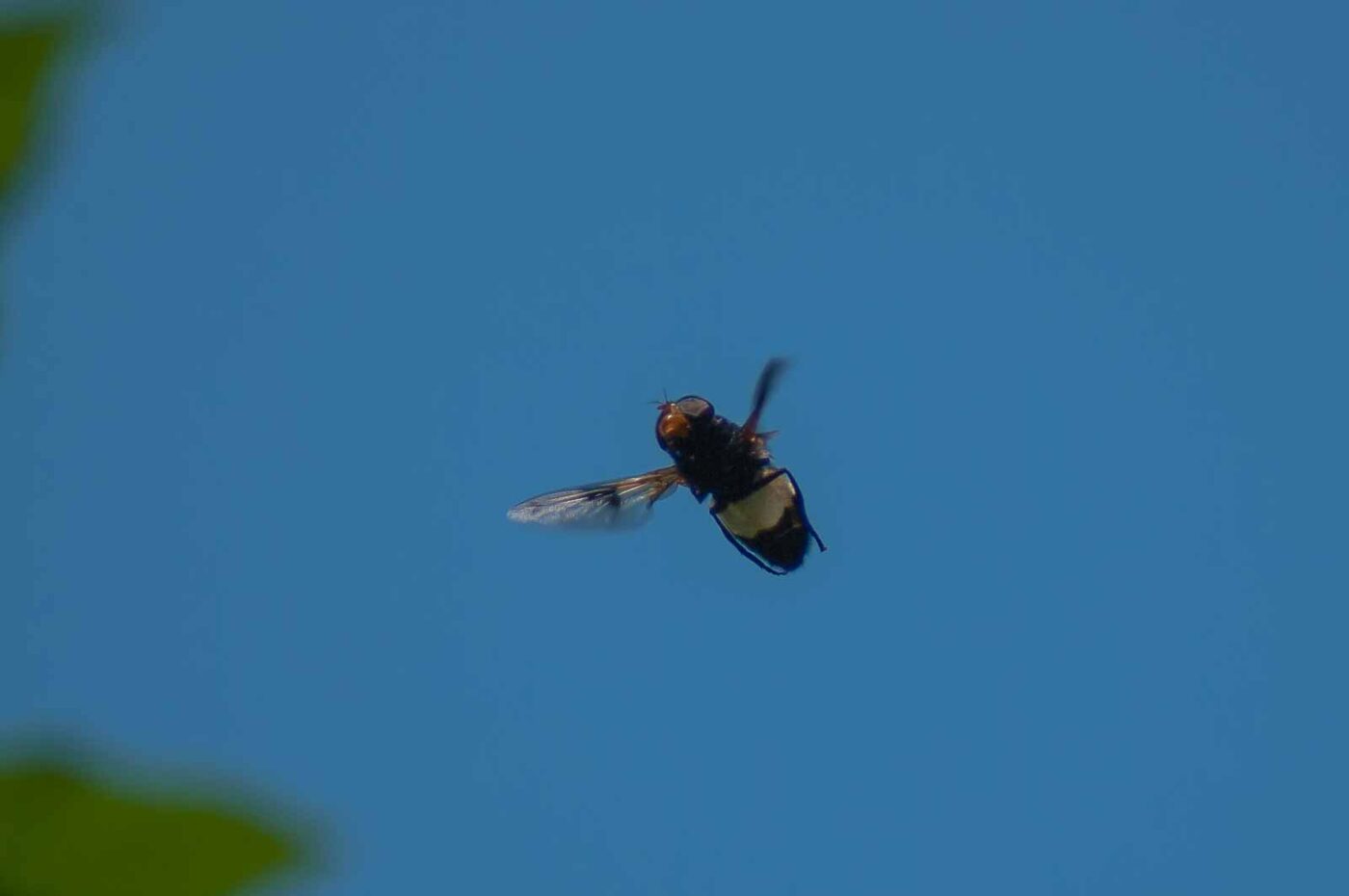 2016-05-26 - NSG Langeloh Herne