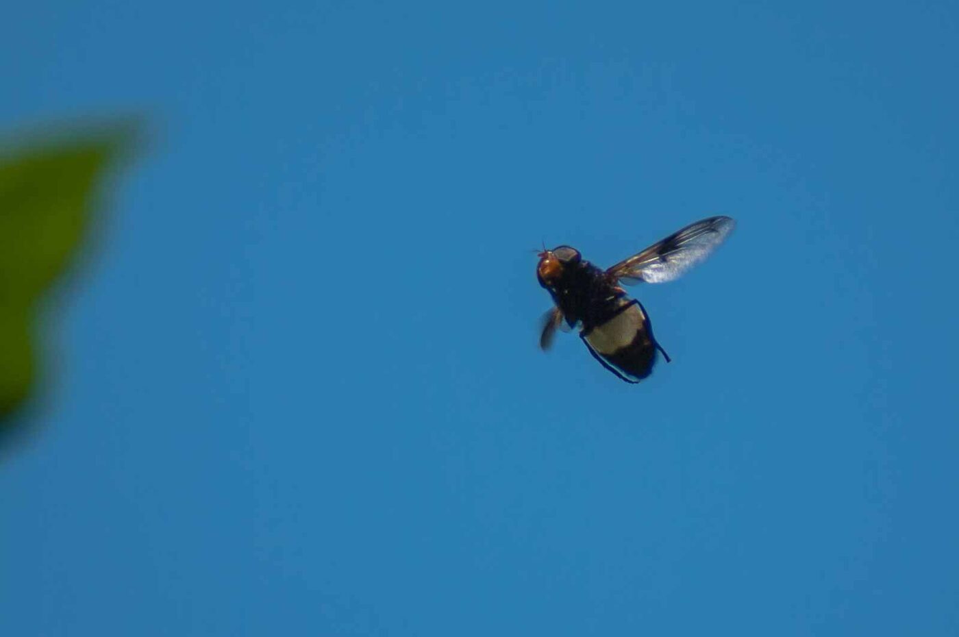 2016-05-26 - NSG Langeloh Herne