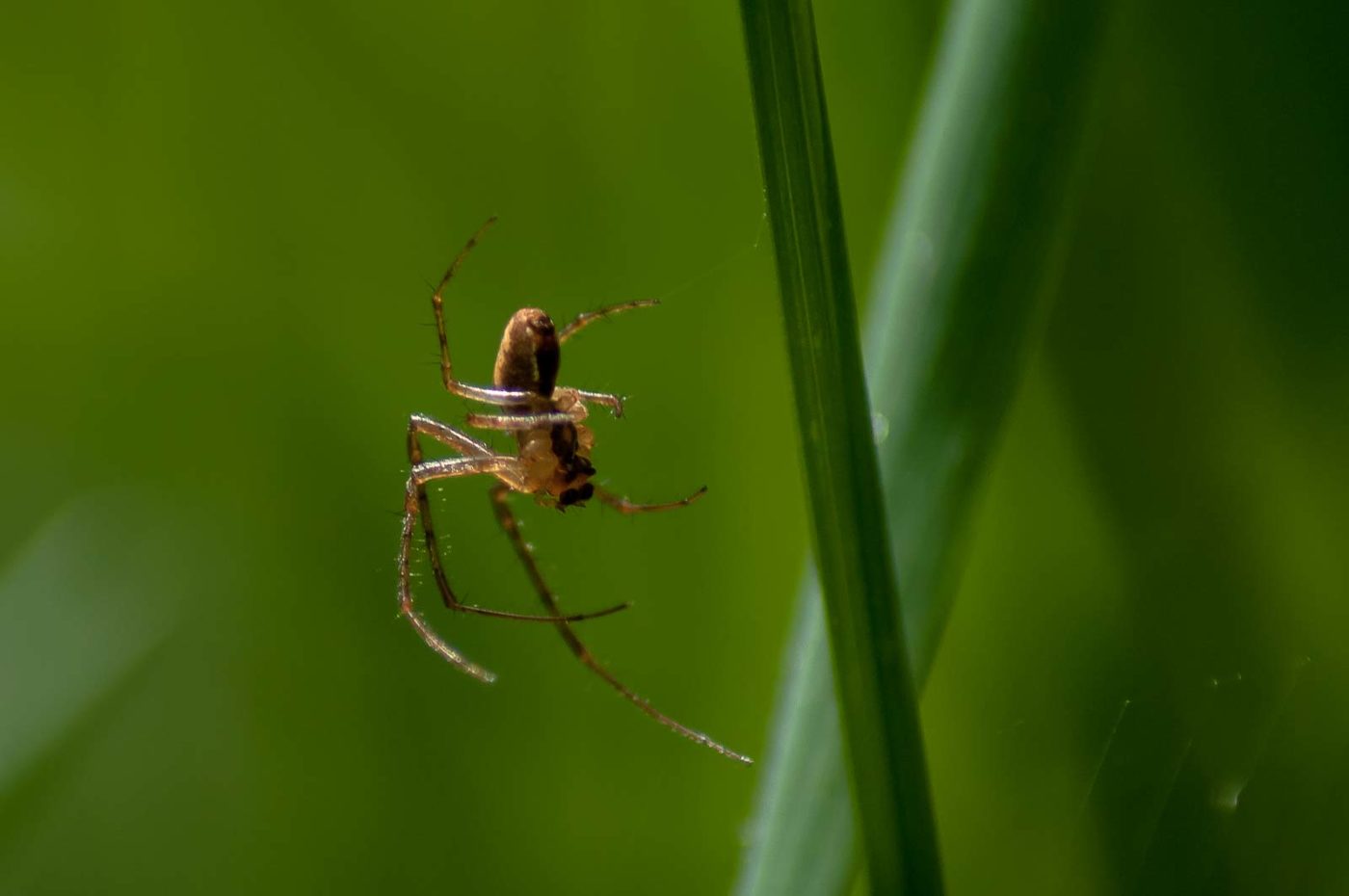 2016-05-26 - NSG Langeloh Herne