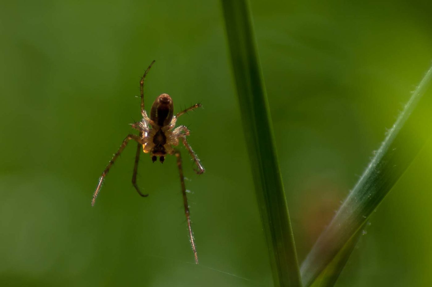 2016-05-26 - NSG Langeloh Herne