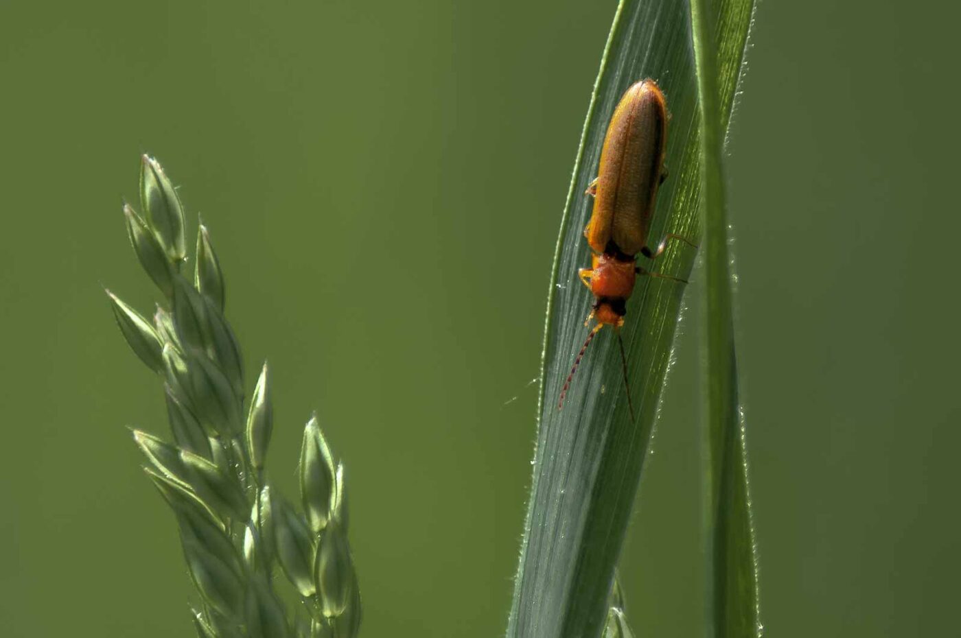 2016-05-26 - NSG Langeloh Herne