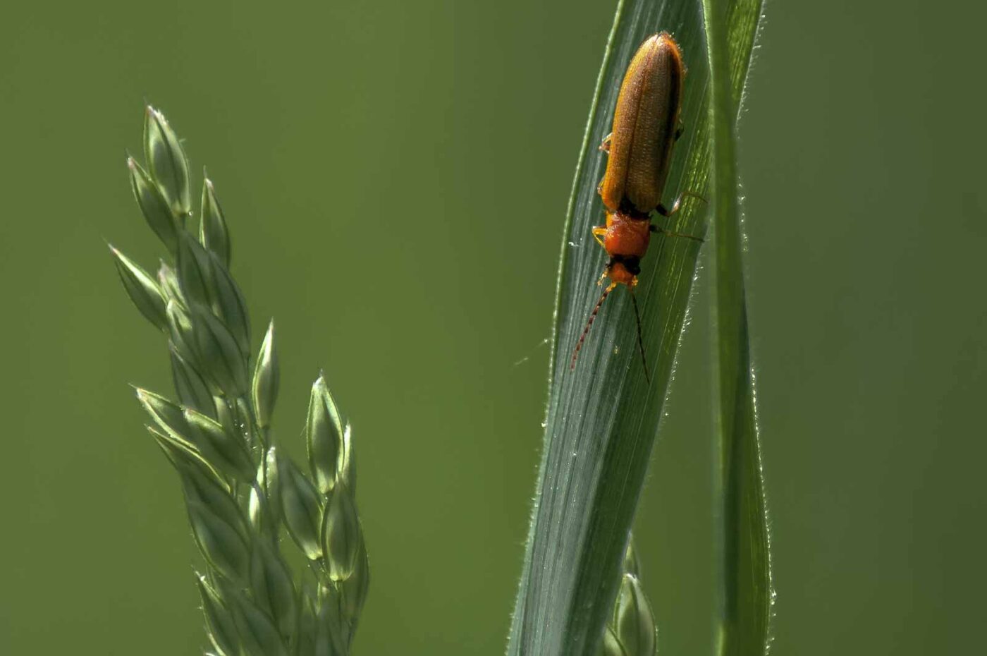 2016-05-26 - NSG Langeloh Herne