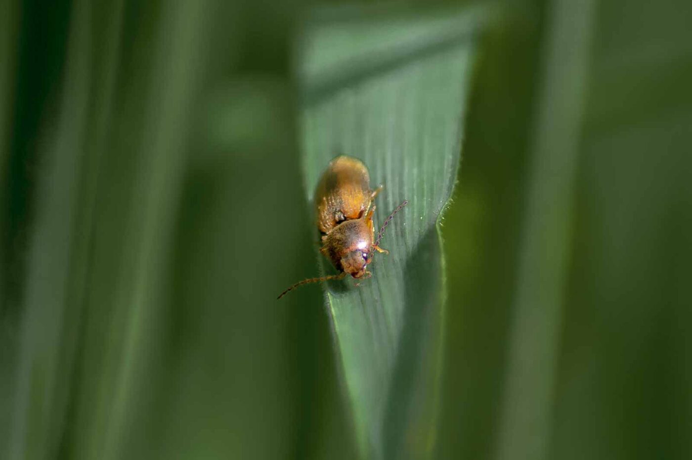 2016-05-26 - NSG Langeloh Herne