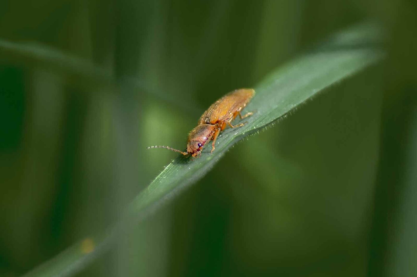 2016-05-26 - NSG Langeloh Herne