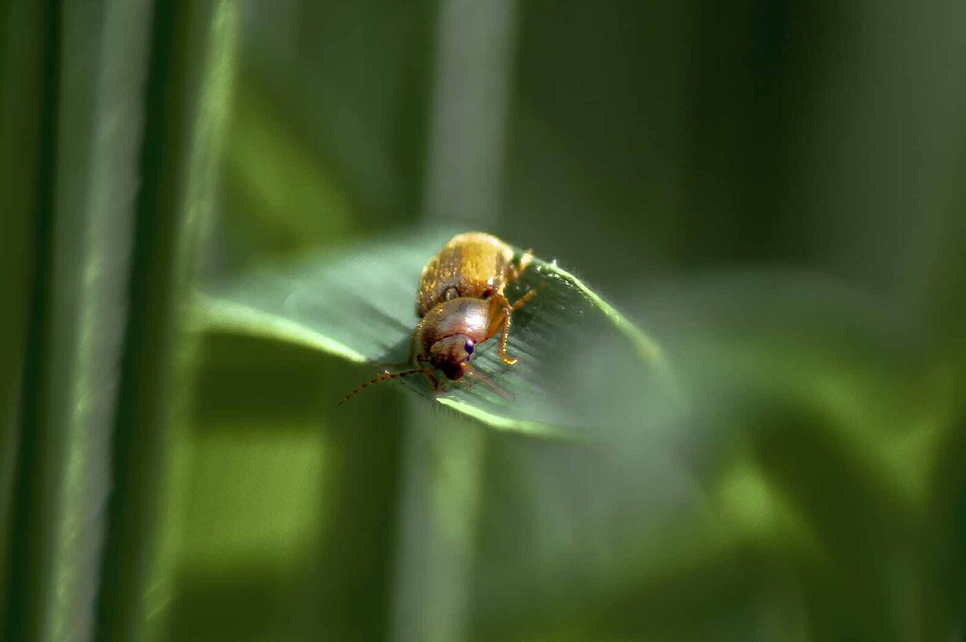 2016-05-26 - NSG Langeloh Herne