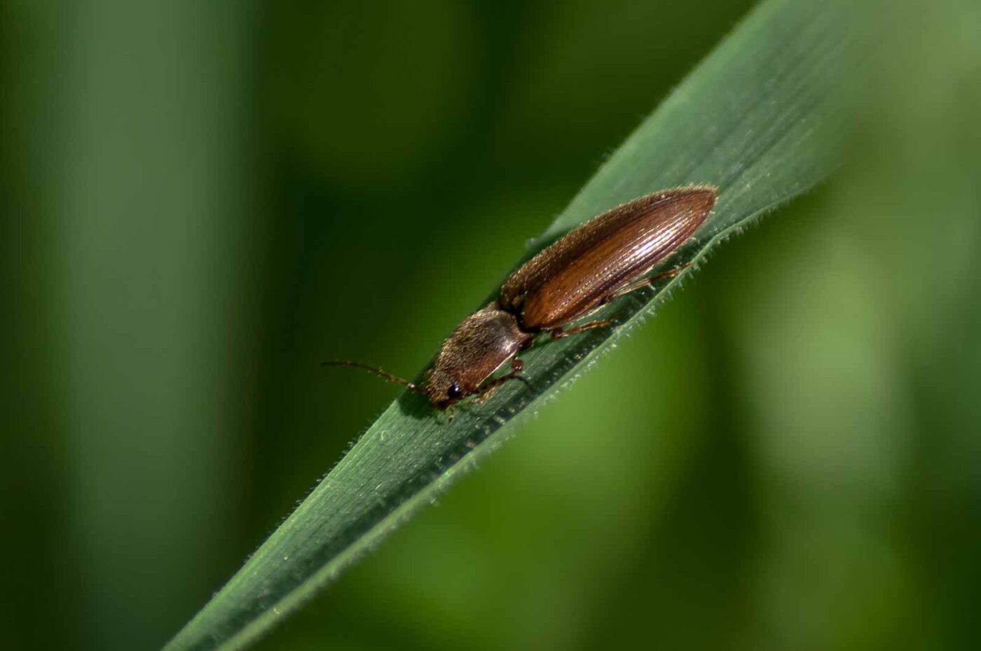 2016-05-26 - NSG Langeloh Herne