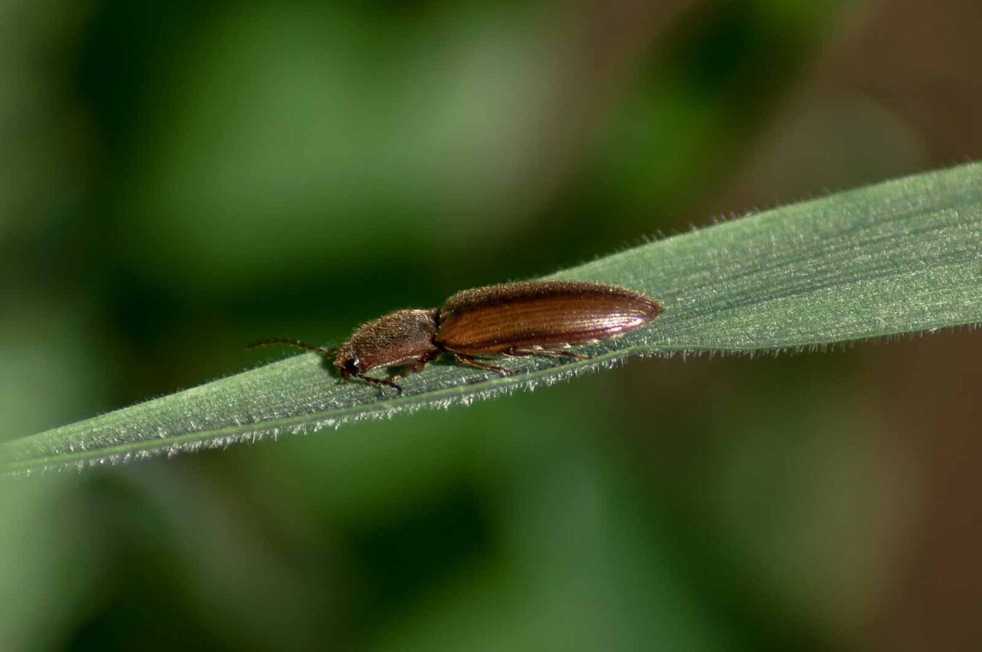 2016-05-26 - NSG Langeloh Herne