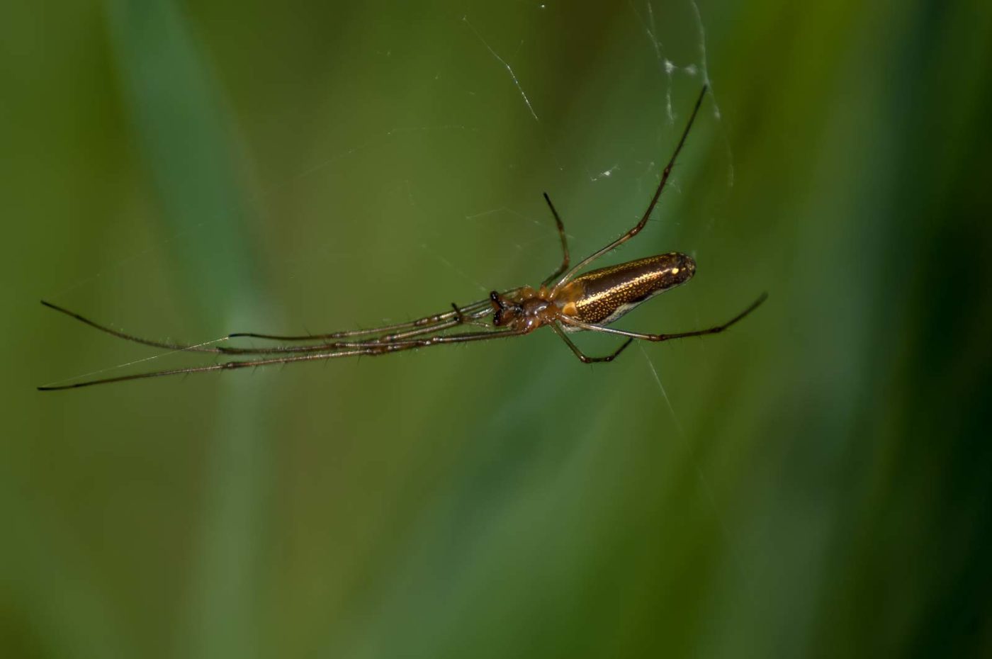 2016-05-26 - NSG Langeloh Herne