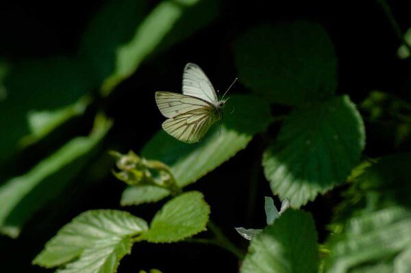 2016-05-26 - NSG Langeloh Herne