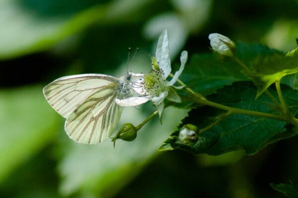 2016-05-26 - NSG Langeloh Herne