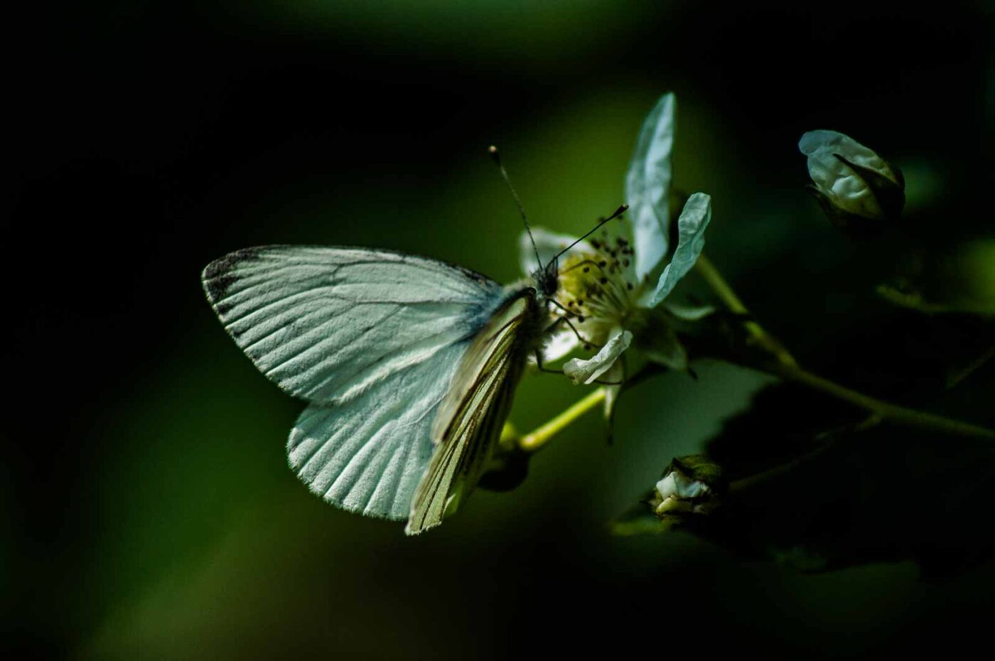 2016-05-26 - NSG Langeloh Herne