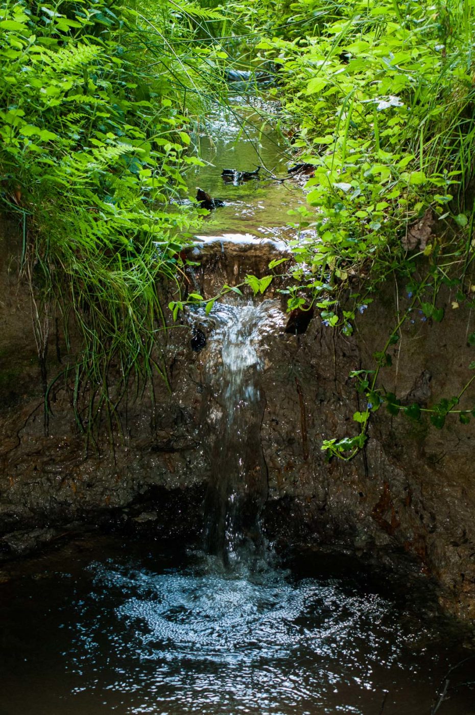 2016-05-26 - NSG Langeloh Herne