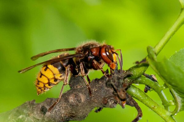 2016-05-26 - NSG Langeloh Herne