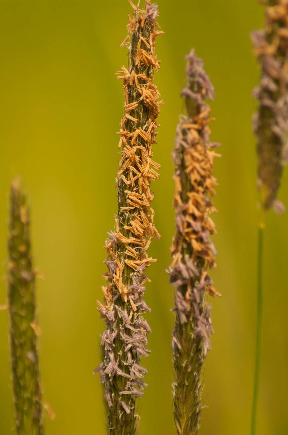 2016-05-26 - NSG Langeloh Herne