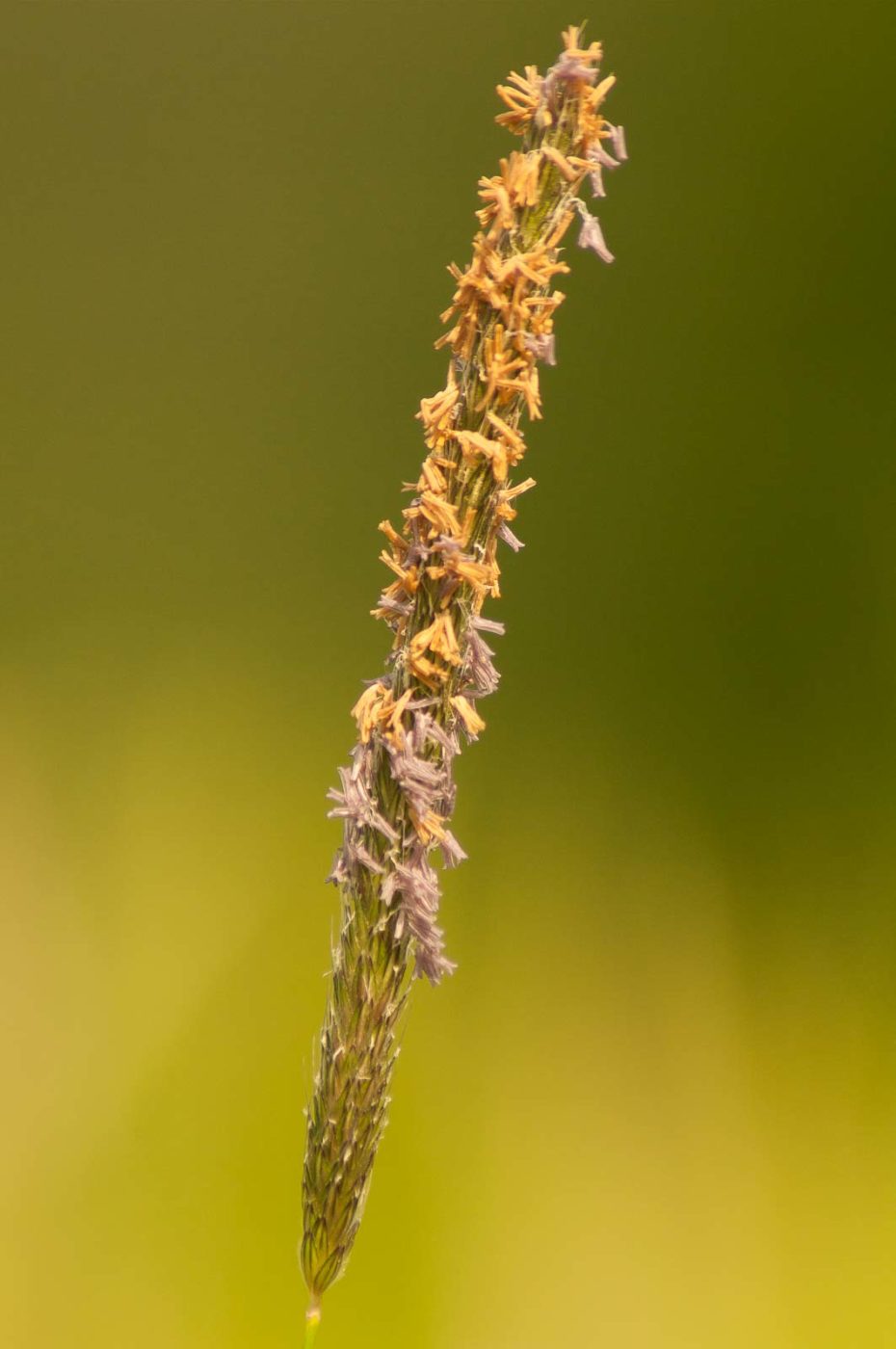 2016-05-26 - NSG Langeloh Herne