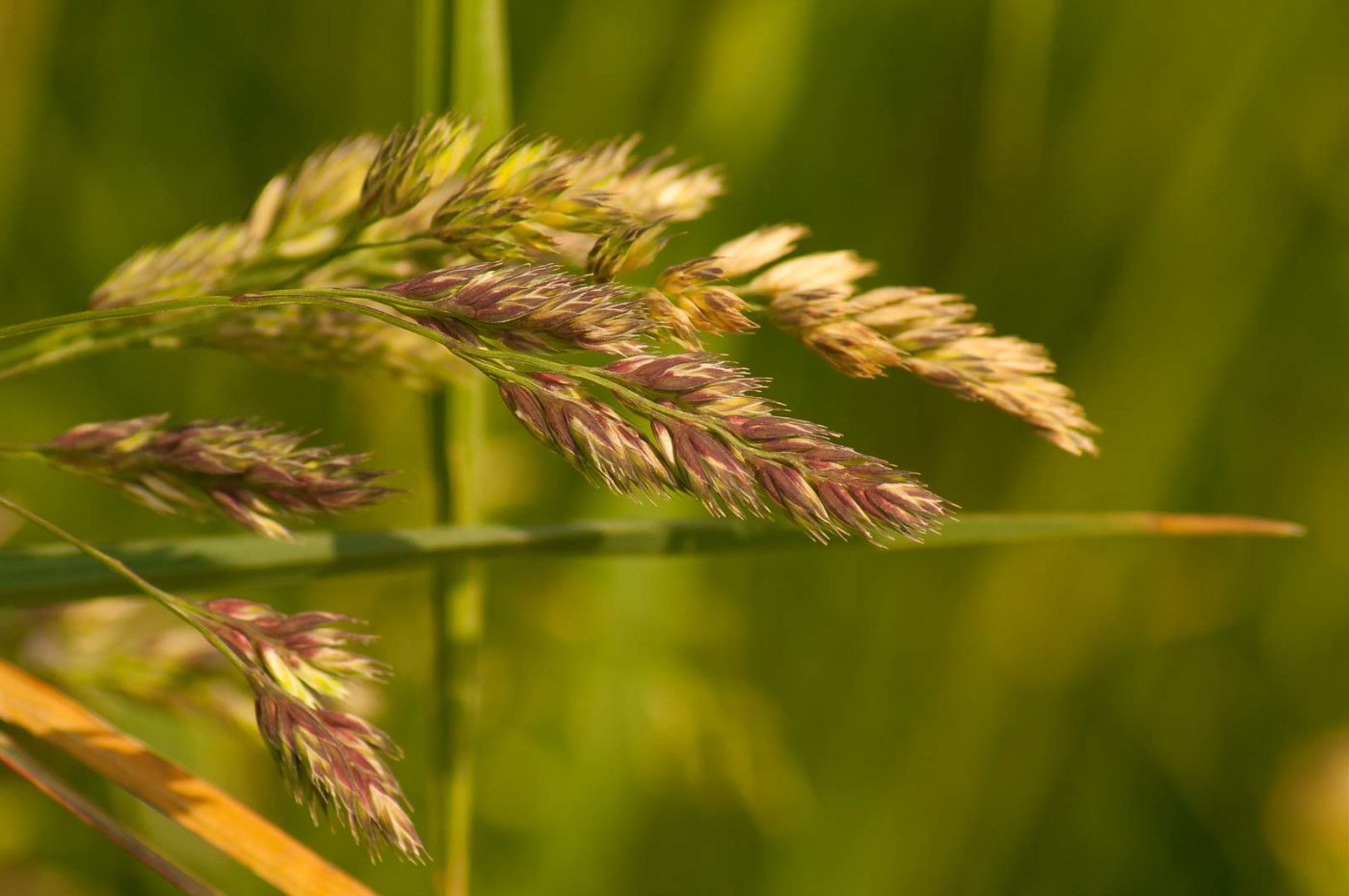 2016-05-26 - NSG Langeloh Herne