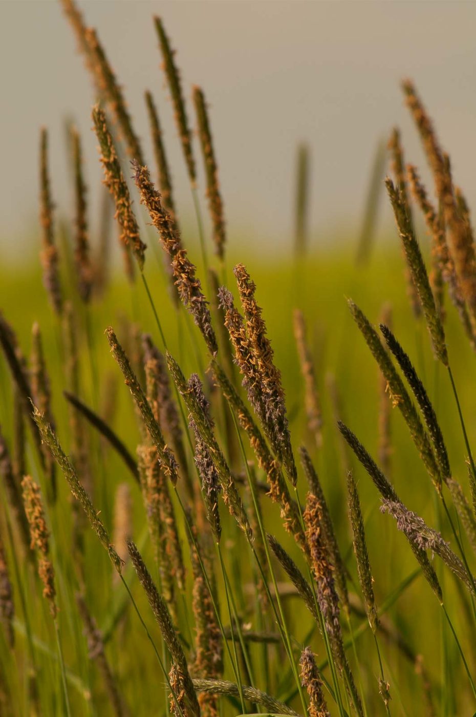 2016-05-26 - NSG Langeloh Herne