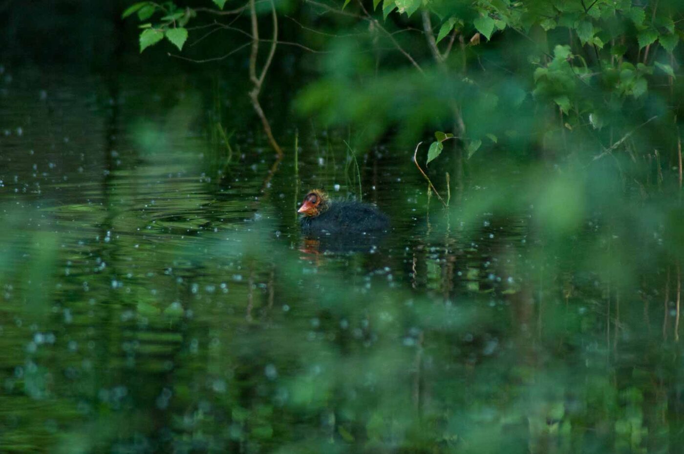 2016-05-31 - NSG Tongrube Lessmöllmann Castrop-Rauxel