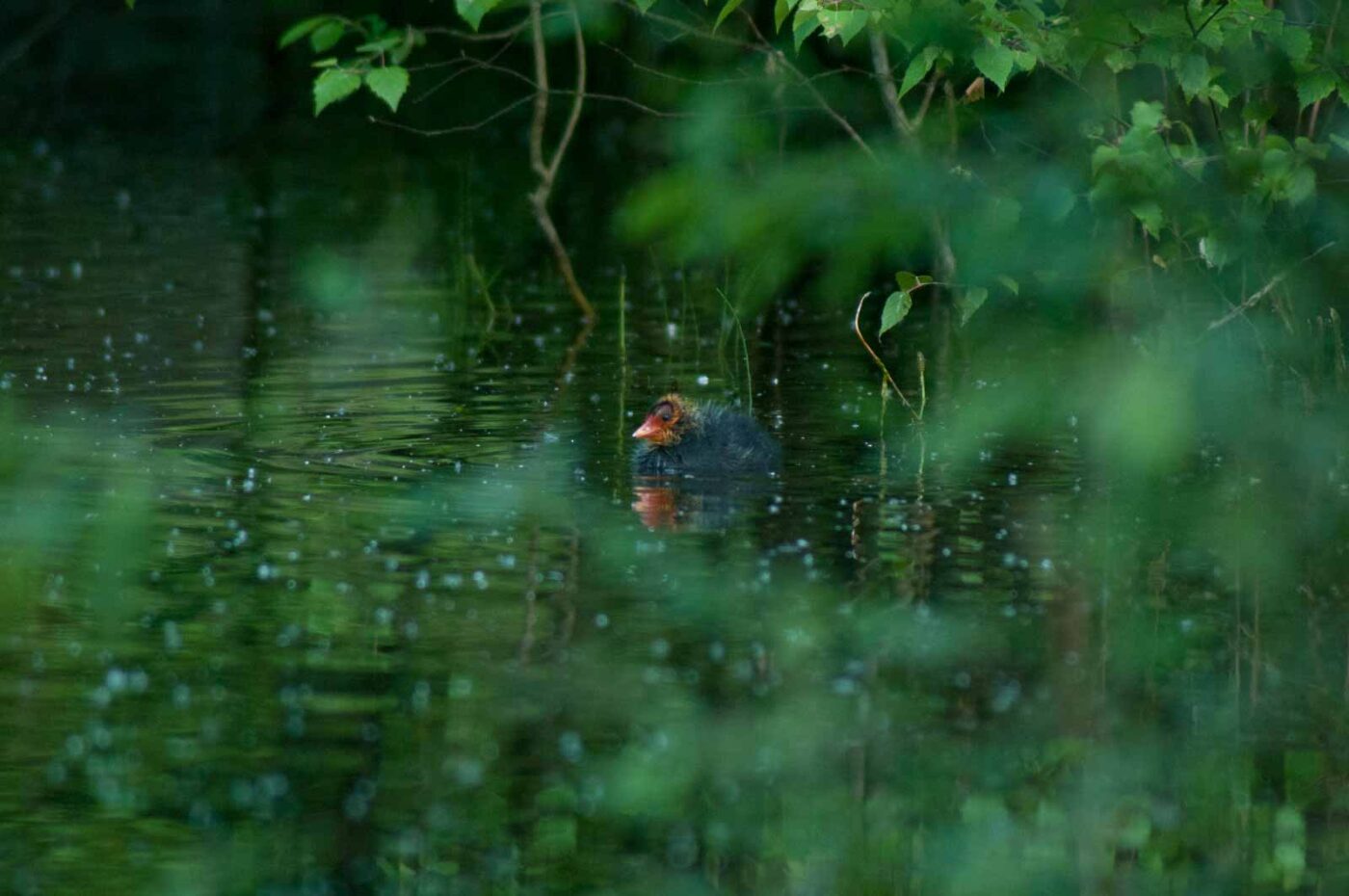 2016-05-31 - NSG Tongrube Lessmöllmann Castrop-Rauxel