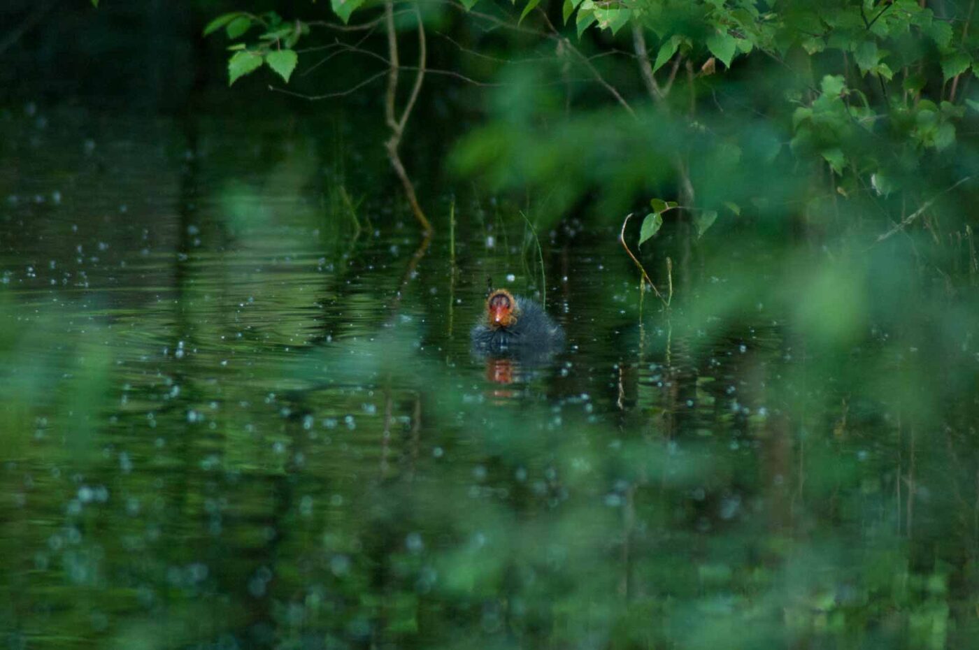 2016-05-31 - NSG Tongrube Lessmöllmann Castrop-Rauxel