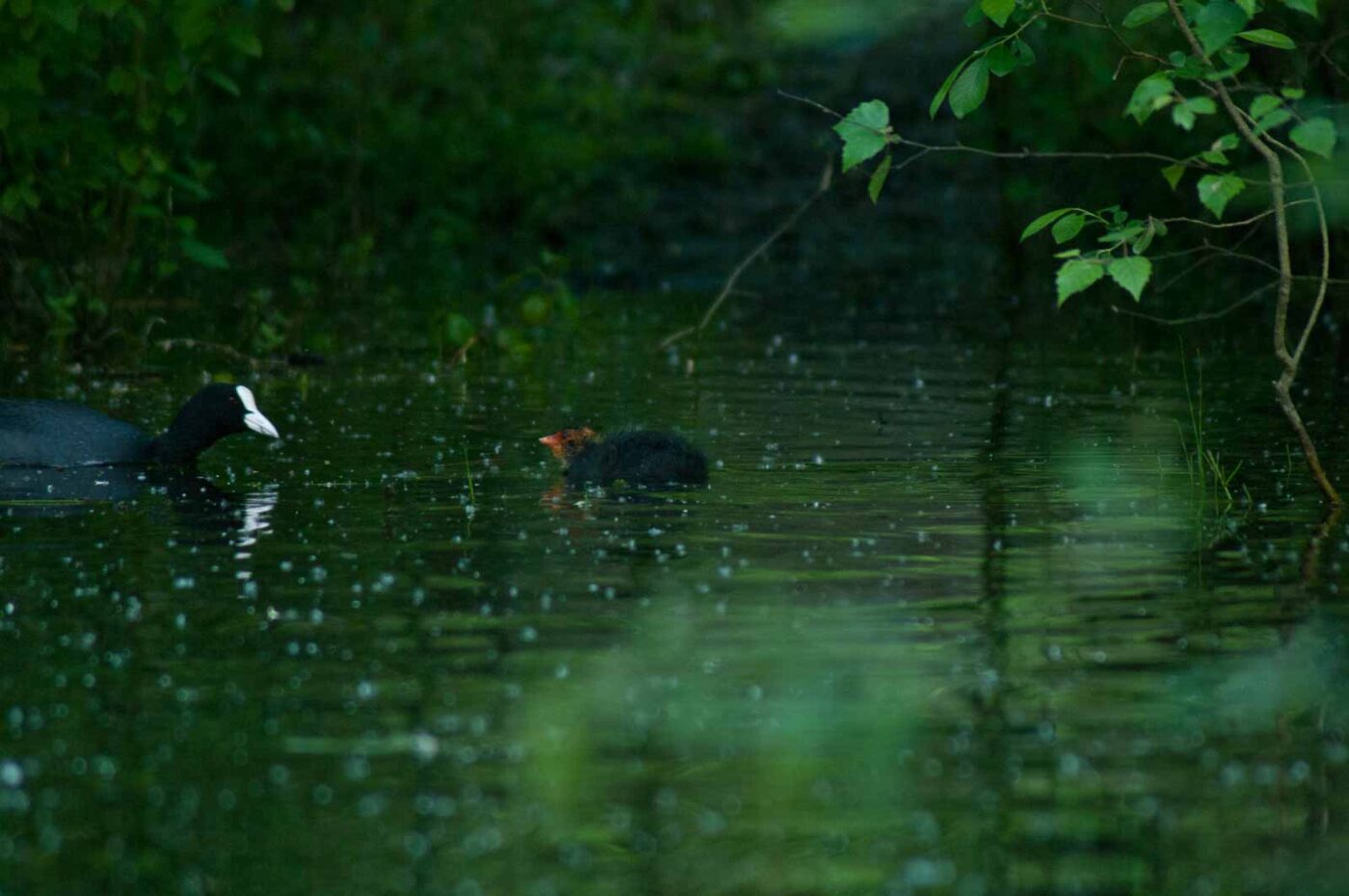 2016-05-31 - NSG Tongrube Lessmöllmann Castrop-Rauxel