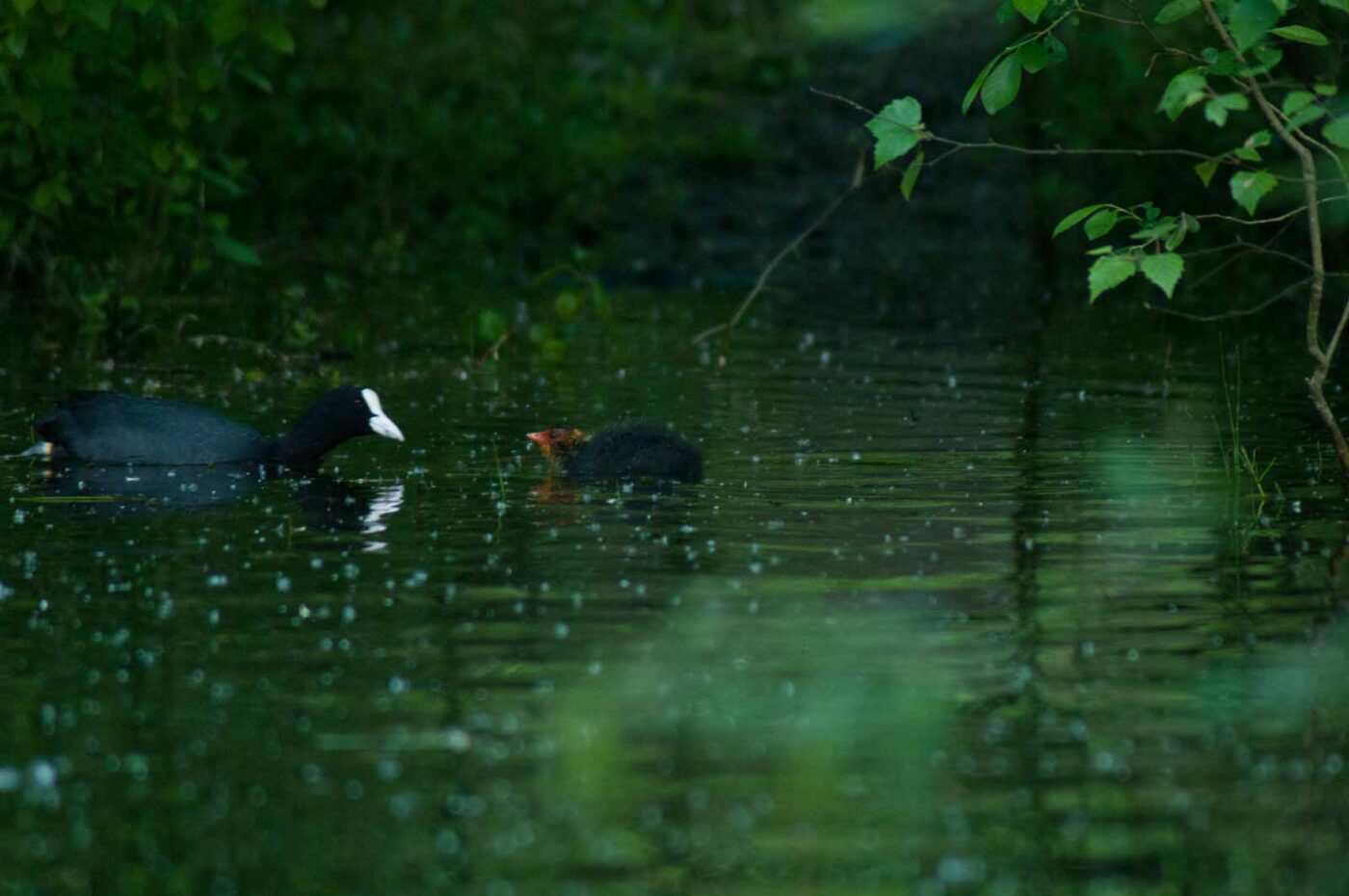 2016-05-31 - NSG Tongrube Lessmöllmann Castrop-Rauxel