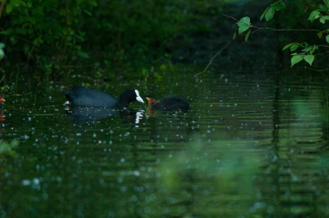 2016-05-31 - NSG Tongrube Lessmöllmann Castrop-Rauxel