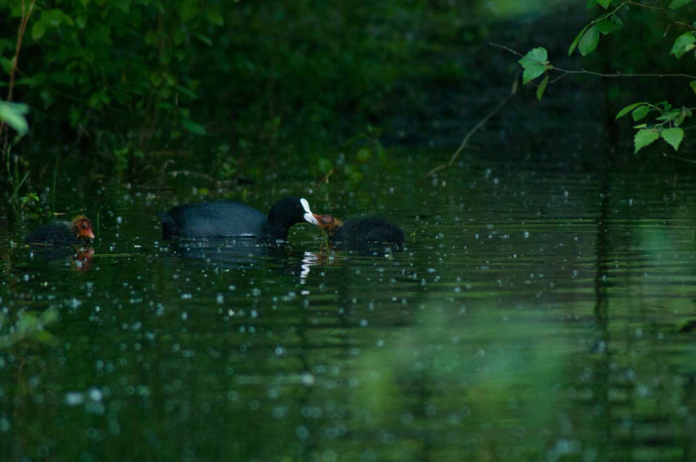 2016-05-31 - NSG Tongrube Lessmöllmann Castrop-Rauxel
