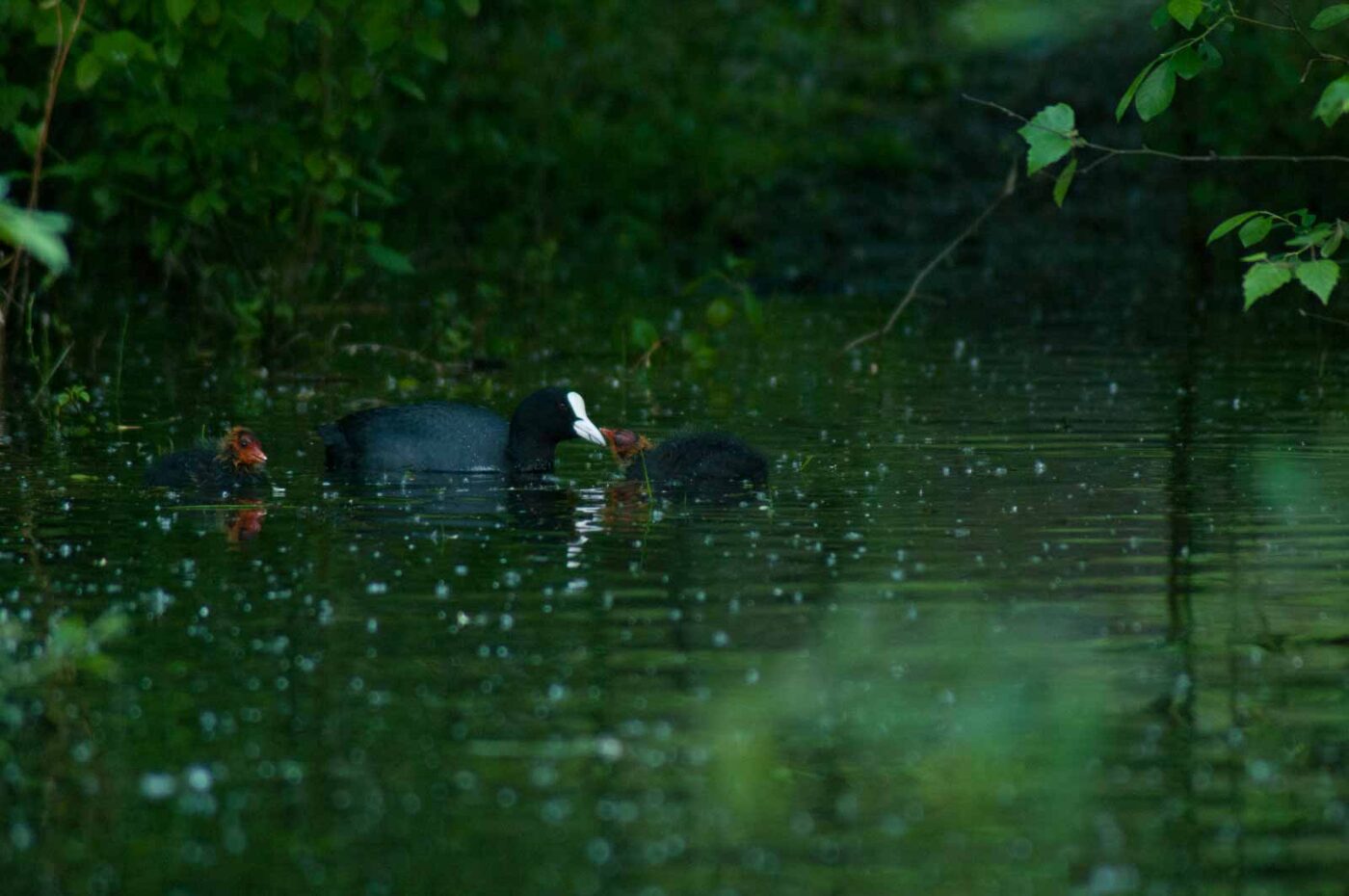 2016-05-31 - NSG Tongrube Lessmöllmann Castrop-Rauxel