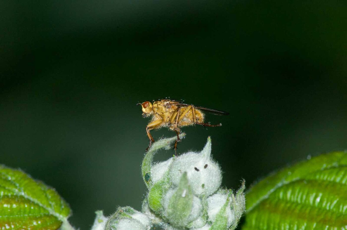 2016-05-31 - NSG Tongrube Lessmöllmann Castrop-Rauxel