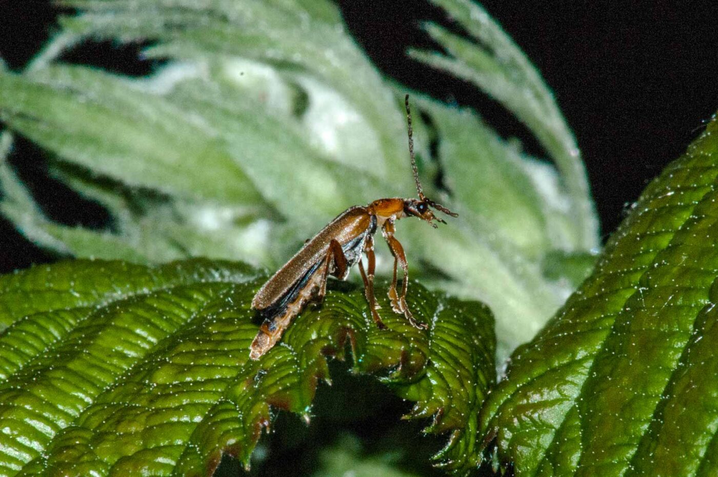 2016-05-31 - NSG Tongrube Lessmöllmann Castrop-Rauxel