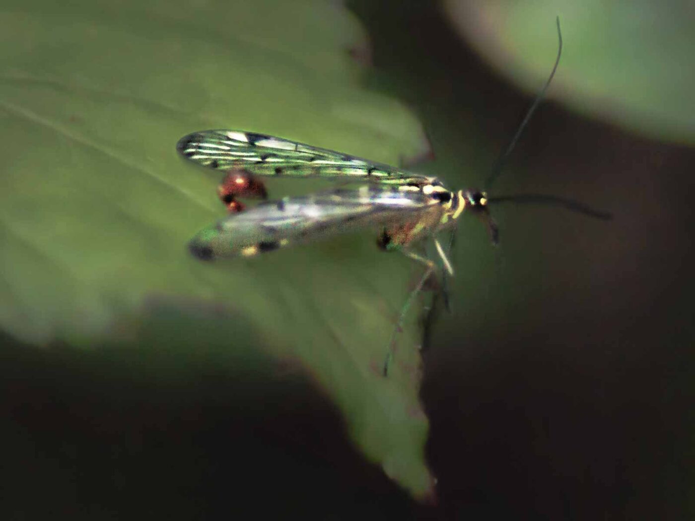 2016-07-03 - NSG Langeloh Herne