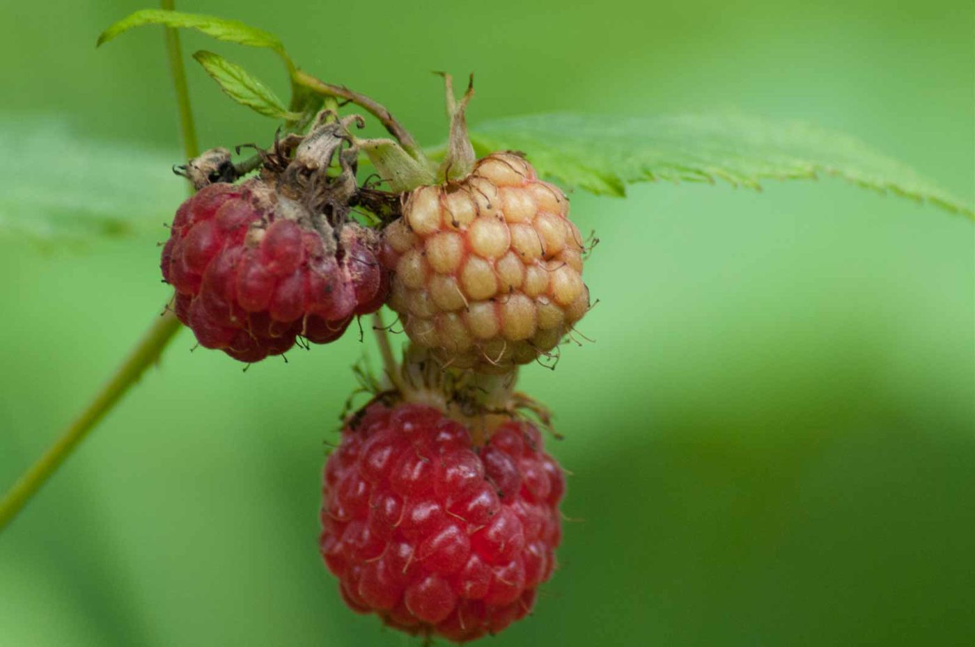 2016-07-03 - NSG Langeloh Herne