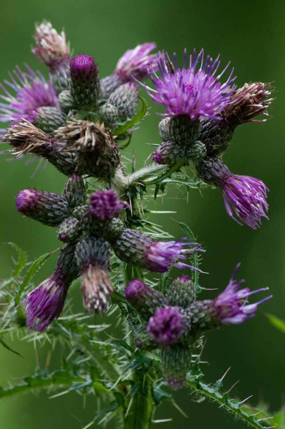 2016-07-03 - NSG Langeloh Herne