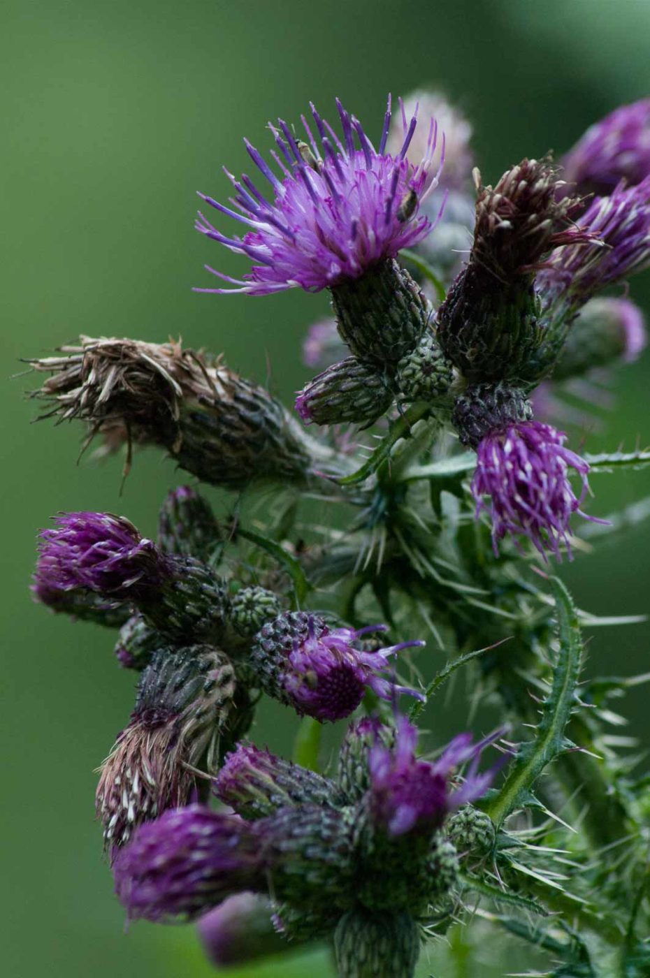 2016-07-03 - NSG Langeloh Herne